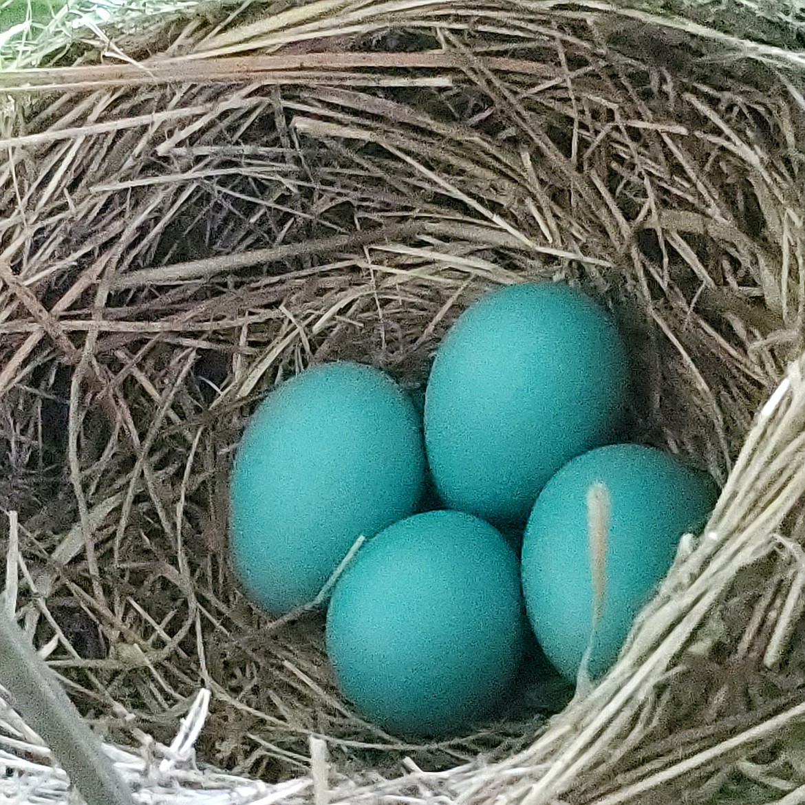 (Photo courtesy DON BARTLING) 
 The mother robin typically lays four eggs and sits on them for 12 to 14 days until hatched. She rarely leaves her nest for more than 5 to 10 minutes.