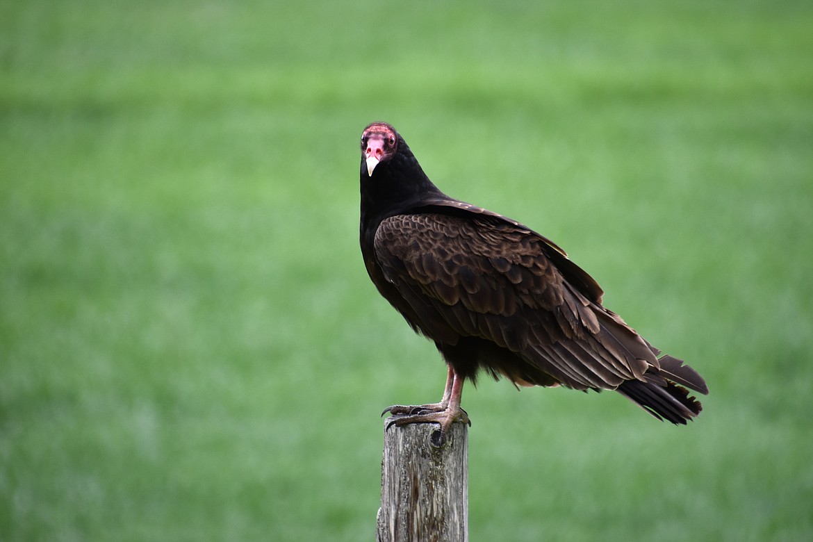 “Every time I look at [this photo], I hear the words, ‘Are you looking at me?,’ “ writes Robert Kalberg of this vulture bird picture he took on May 31.