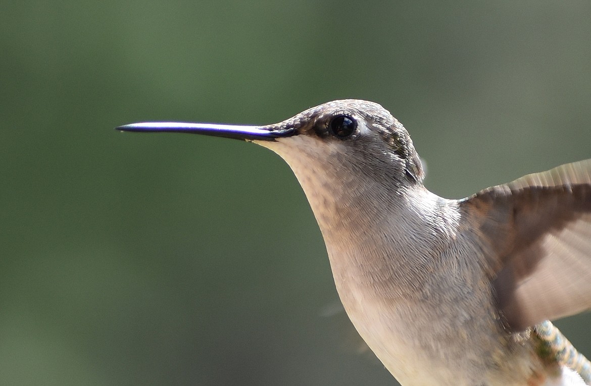 Nellie Alwin took this Best Shot in late May of a feathered friend near her home. If you have a photo that you took that you would like to see run as a Best Shot or I Took The Bee send it in to the Bonner County Daily Bee, P.O. Box 159, Sandpoint, Idaho, 83864; or drop them off at 310 Church St., Sandpoint. You may also email your pictures in to the Bonner County Daily Bee along with your name, caption information, hometown and phone number to bcdailybee@bonnercountydailybee.com.