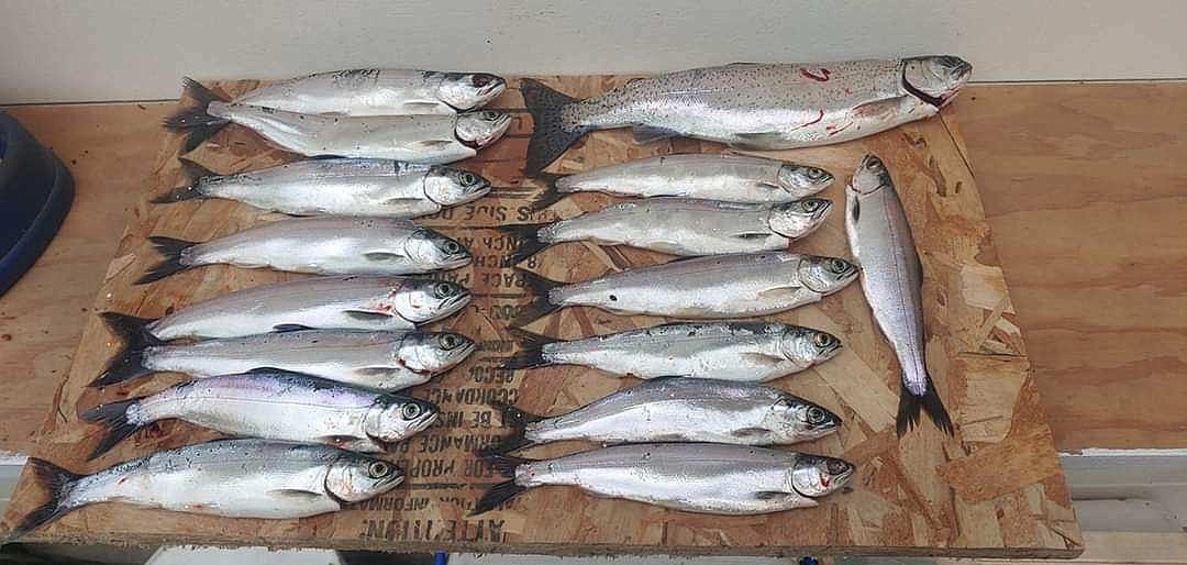 Sandpoint angler Glenn Lefebvre used pink hootchies to hook up with LPO kokanee earlier this month. Some of the fish measured close to 11 inches. 
  
 Glen Lefebvre