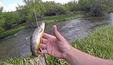No IDFG fishing events for Saturday’s free fishing day