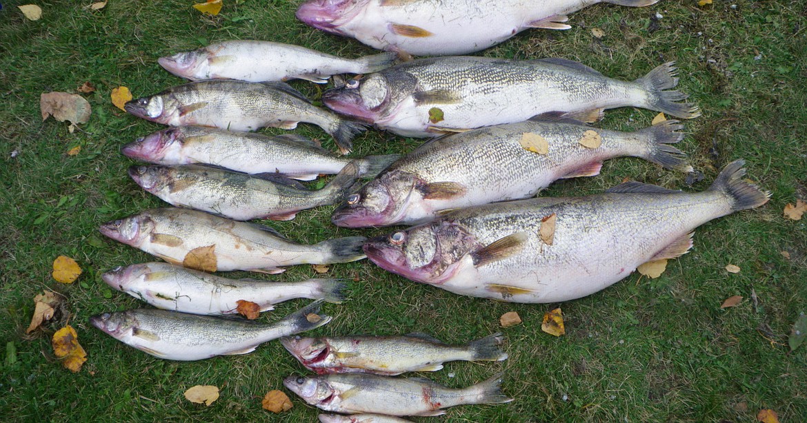 Idaho Fish and Game pays gillnetters to remove predatory walleye from Lake Pend Oreille. Biologists are afraid that if they go unchecked, the lake's walleye may deplete LPO's kokanee fishery. 
  
 Courtesy/Idaho Fish and Game