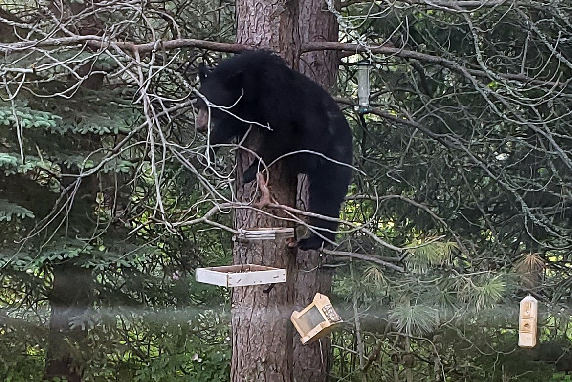 Black bears are typically shy, and any encounter with humans is usually brief. This adolescent black bear has climbed a ponderosa pine and is trying to get into my bird feeders. He left minutes later.