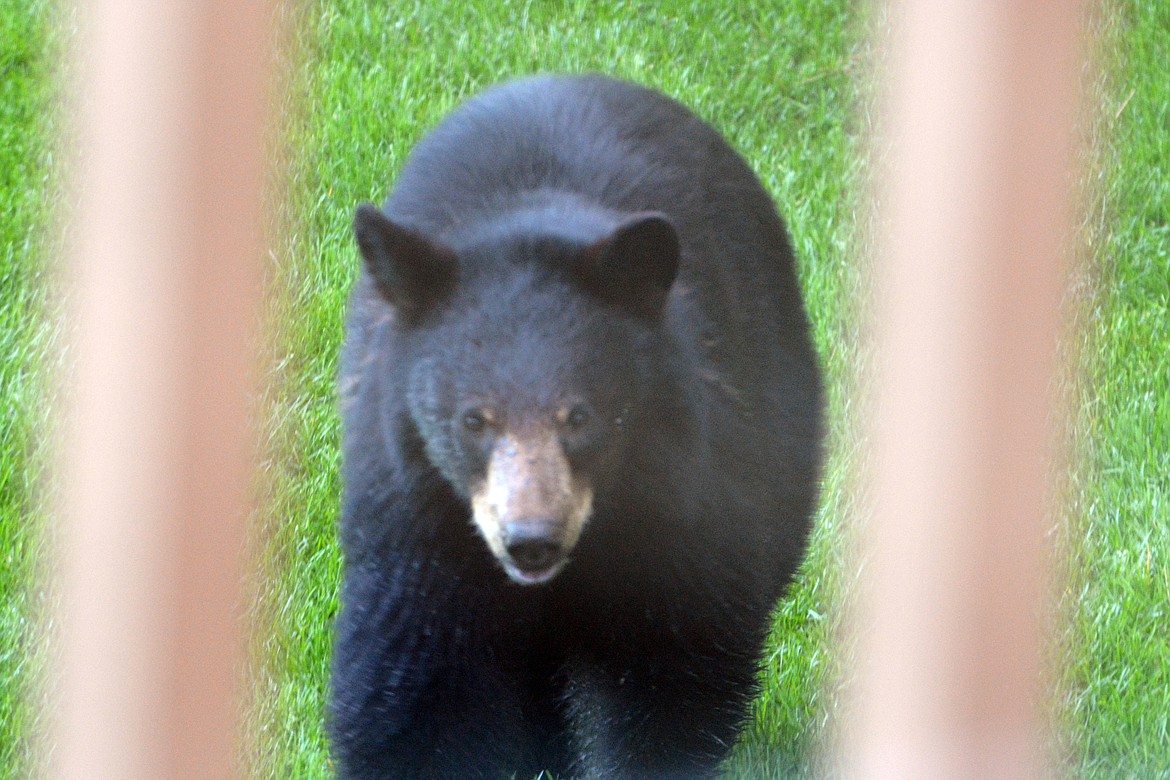 While looking at my back yard I snapped a picture of a black bear, framed with wood deck rails, as he glanced up at me.
