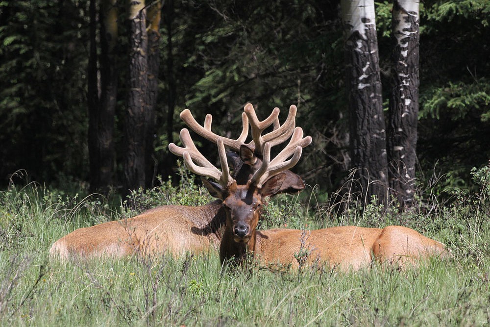 New multi-year study aims to solve Lower Clark Fork elk mystery | Coeur ...