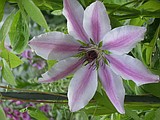 ELAINE CERNY: MY GARDEN PATH — We made it to summer!
