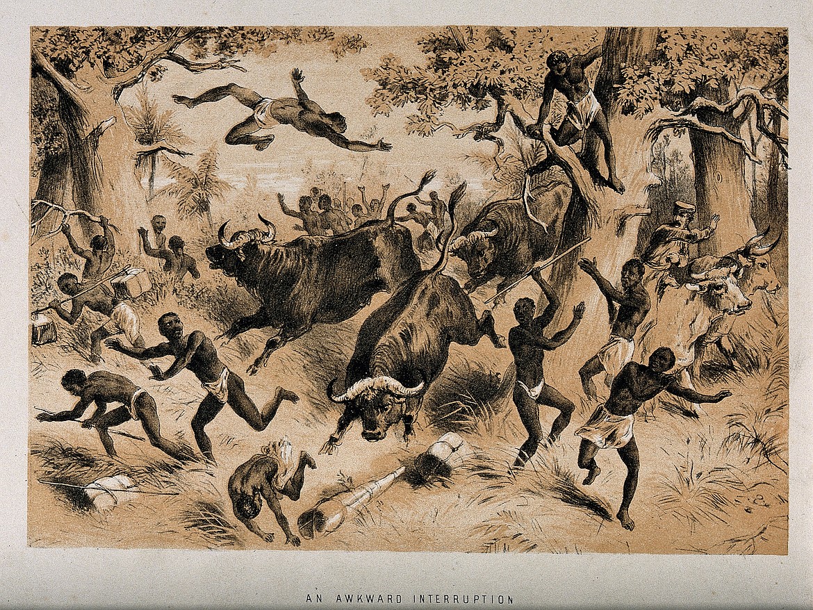 CREATIVE COMMONS 
 David Livingstone and followers being attacked by buffaloes.