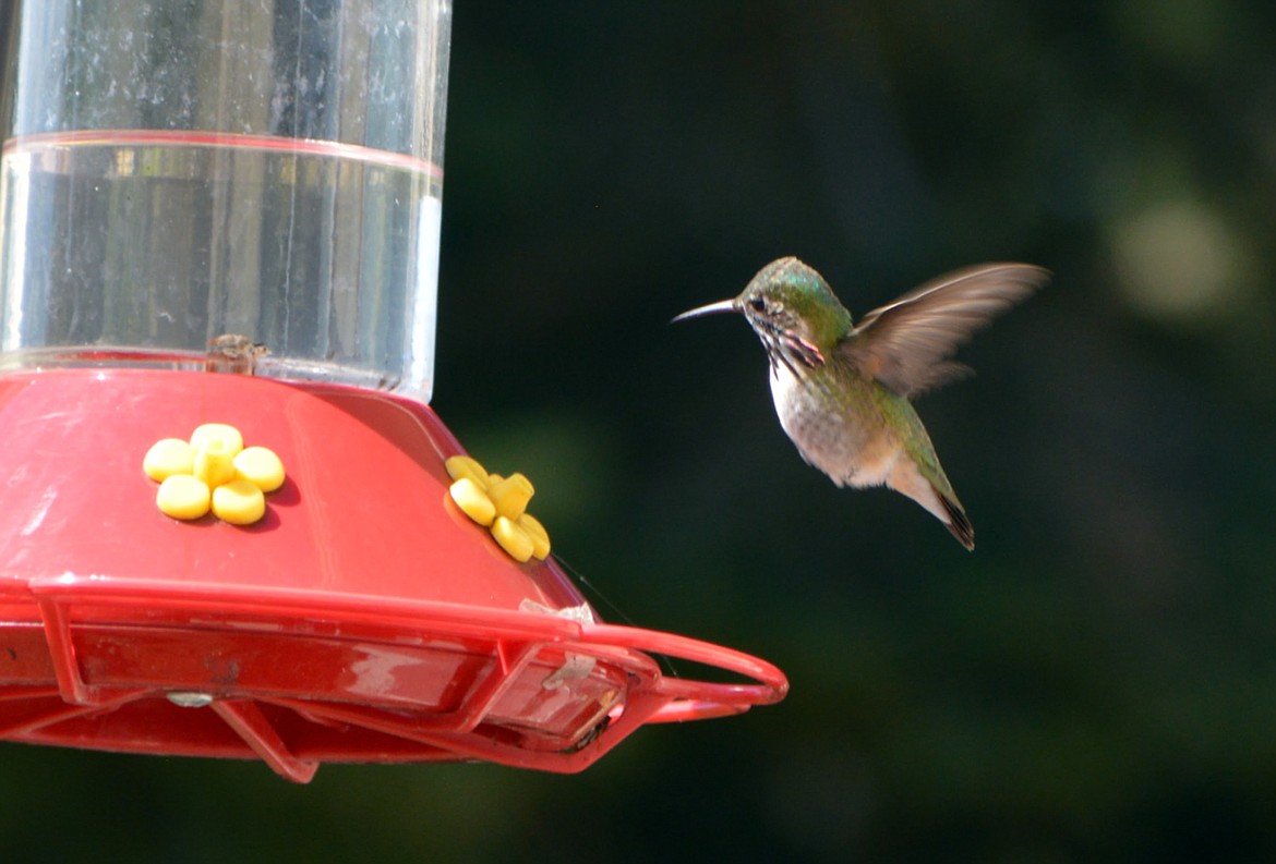 Sara Hogue captured this Best Shot in early June of a feathered friend visiting her home. If you have a photo that you took that you would like to see run as a Best Shot or I Took The Bee send it in to the Bonner County Daily Bee, P.O. Box 159, Sandpoint, Idaho, 83864; or drop them off at 310 Church St., Sandpoint. You may also email your pictures in to the Bonner County Daily Bee along with your name, caption information, hometown and phone number to bcdailybee@bonnercountydailybee.com.