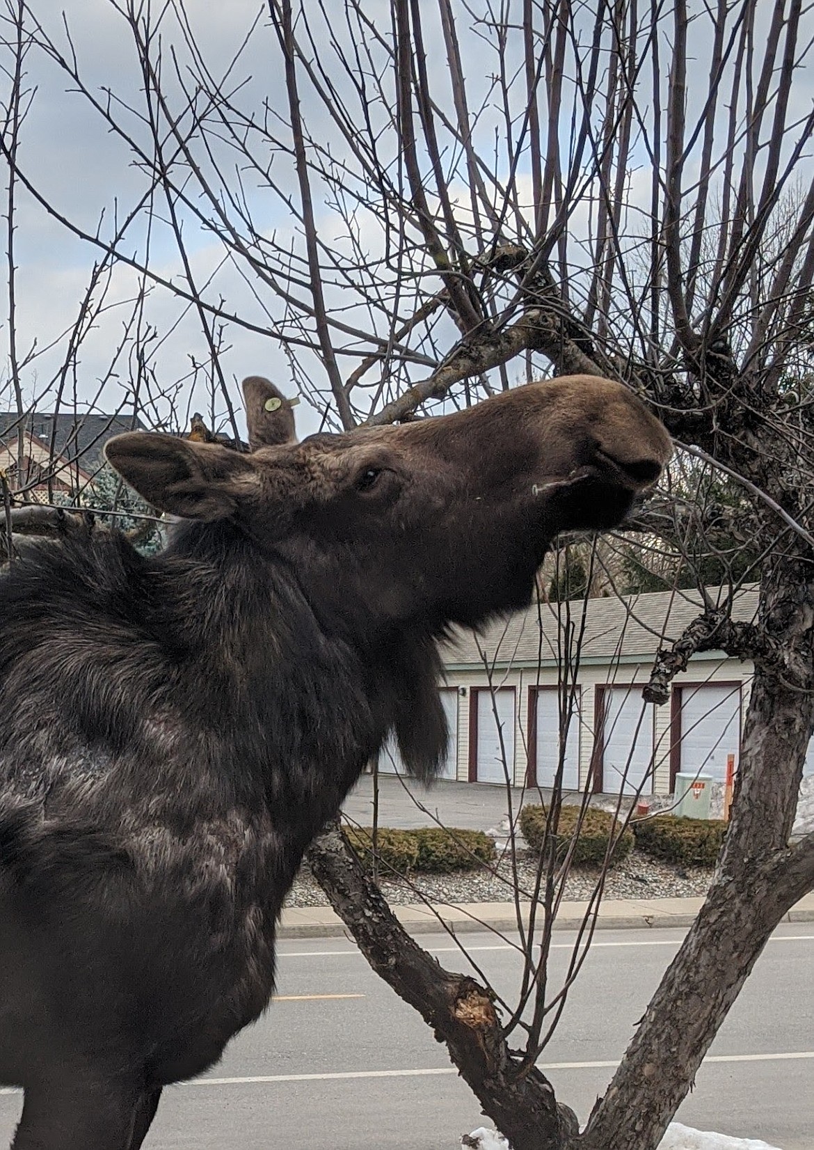 Sara Hogue captured this Best Shot of a recent visit to her home. If you have a photo that you took that you would like to see run as a Best Shot or I Took The Bee send it in to the Bonner County Daily Bee, P.O. Box 159, Sandpoint, Idaho, 83864; or drop them off at 310 Church St., Sandpoint. You may also email your pictures in to the Bonner County Daily Bee along with your name, caption information, hometown and phone number to bcdailybee@bonnercountydailybee.com.