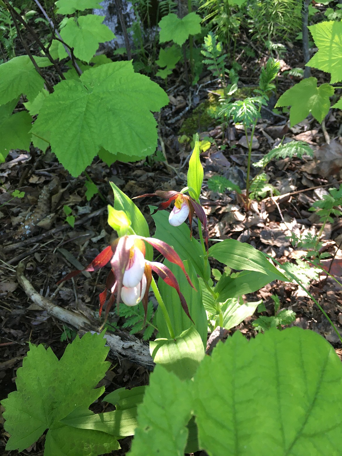 Jan Griffits captured this Best Shot of lady slippers on the Bay Trail. “One of the many native plants on the Bay Trail,” she wrote in submitting the photo. If you have a photo that you took that you would like to see run as a Best Shot or I Took The Bee send it in to the Bonner County Daily Bee, P.O. Box 159, Sandpoint, Idaho, 83864; or drop them off at 310 Church St., Sandpoint. You may also email your pictures in to the Bonner County Daily Bee along with your name, caption information, hometown and phone number to bcdailybee@bonnercountydailybee.com.