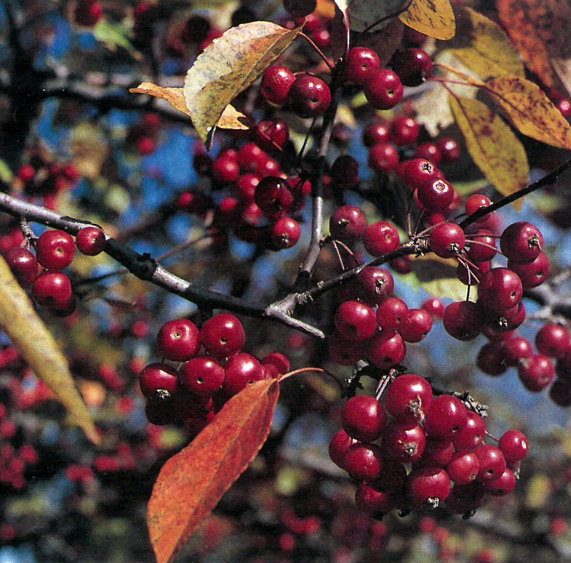 “Profusion” crabapple provides benefits to pollinators, shelter and food for birds, beauty to the landscape  and great jelly for the kitchen.