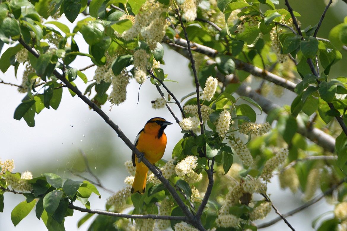 They glean insect meals from twigs, larger branches, tree trunks, from spider webs, or brush on the ground.