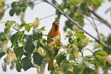 Bullock’s Oriole: A fascinating, colorful bird!