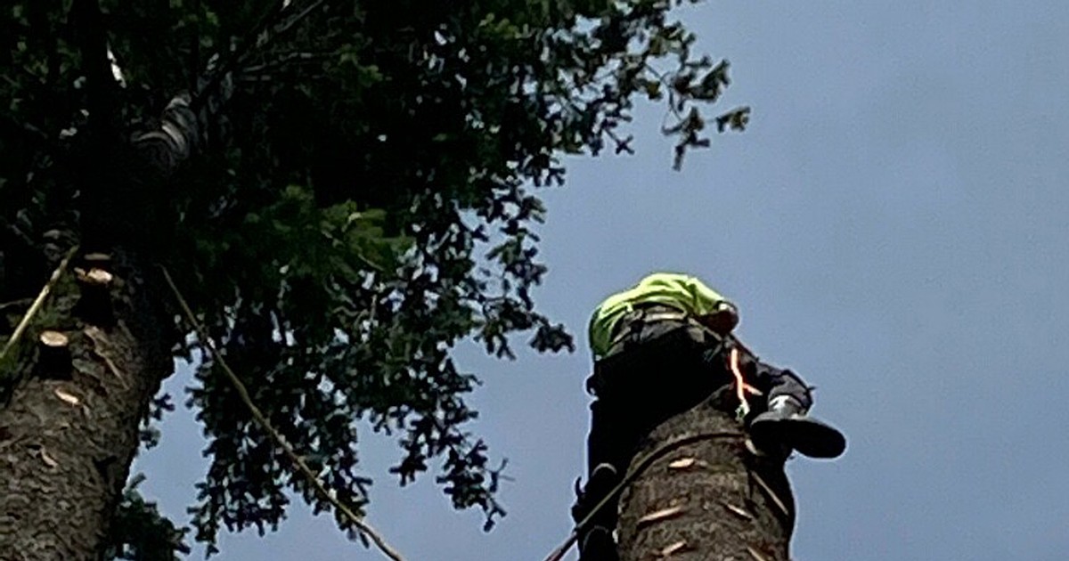 Injured arborist rescued from tree | Bonner County Daily Bee