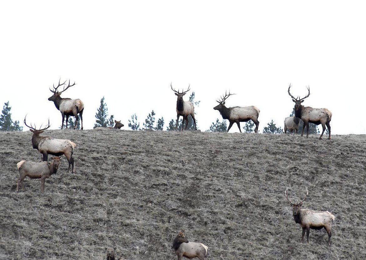 A herd of bull elk on its central Washington wintering grounds near Ellensburg. Researchers at Washington State University are trying to find a cure, or remedy, for the elk hoof disease that is infecting herds in California, Oregon, Washington and Idaho.