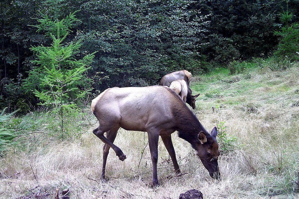 A cow elk in Washington lifts its leg while it feeds. The mushroom-like growth is a result of elk hoof disease. (Photo courtesy WDFW)