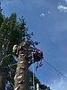 Injured arborist rescued from treetop