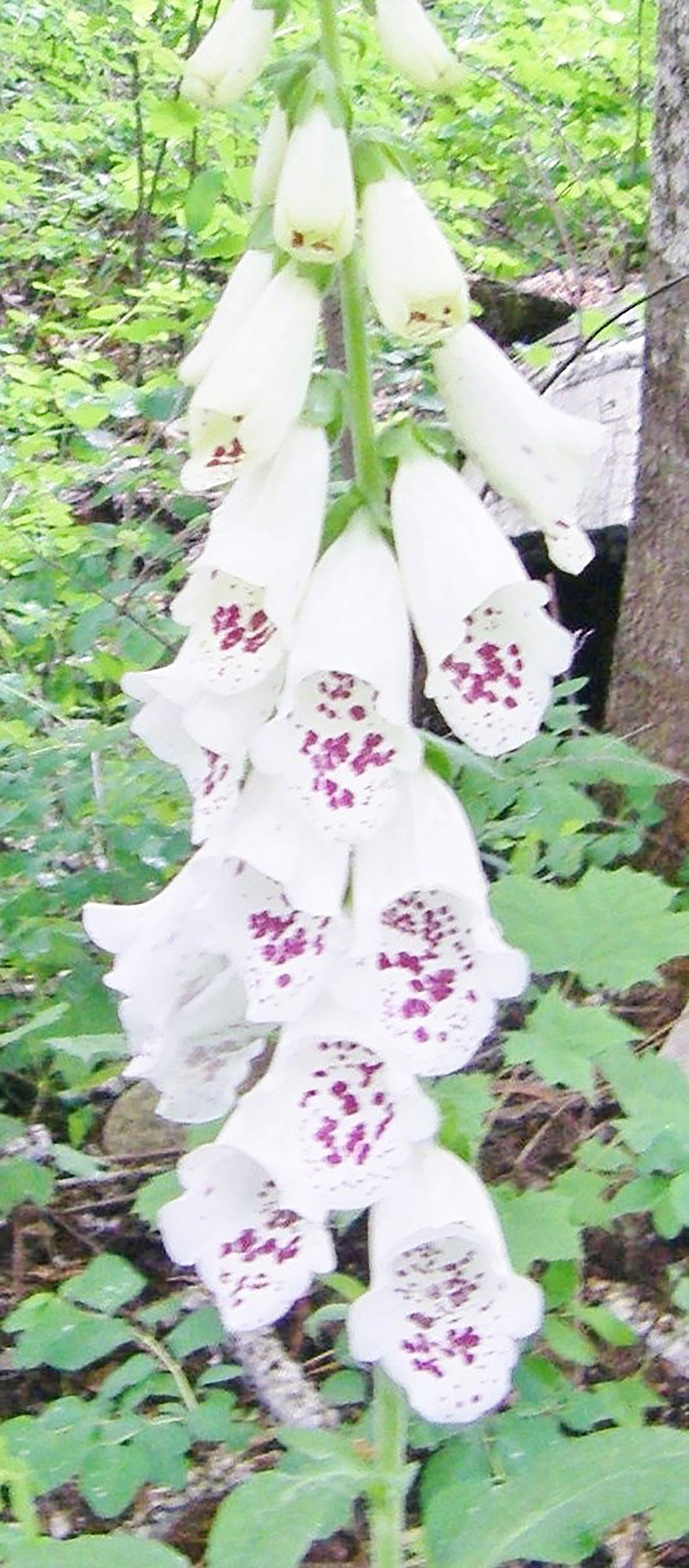 Lovely native foxglove (digitalis) in “resurrected” garden is poisonous to humans as well as deer.