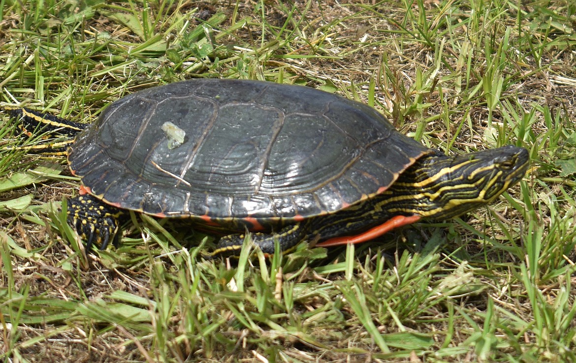 (Photo by DYLAN GREENE) 
 V8 the turtle claimed six of the 12 races.