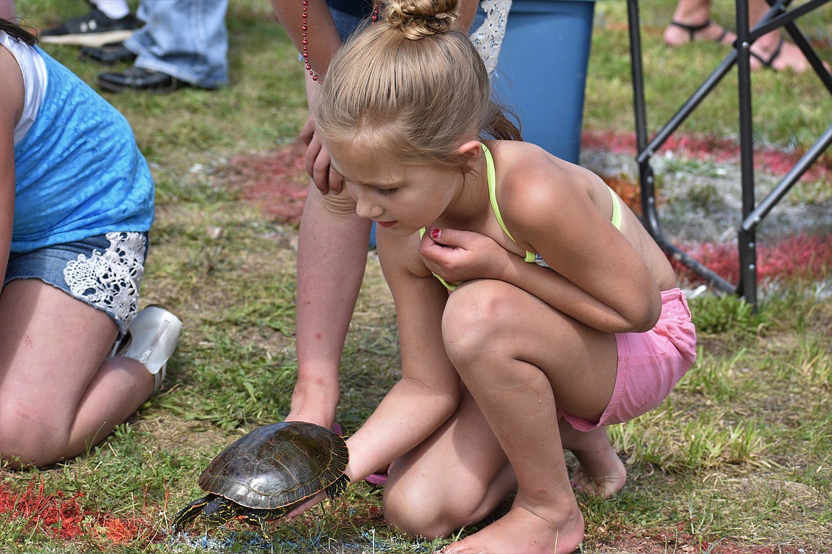 Bria Gors prepares to release her turtle, Tom, during the Clark Fork Fourth of July turtle races on Saturday.