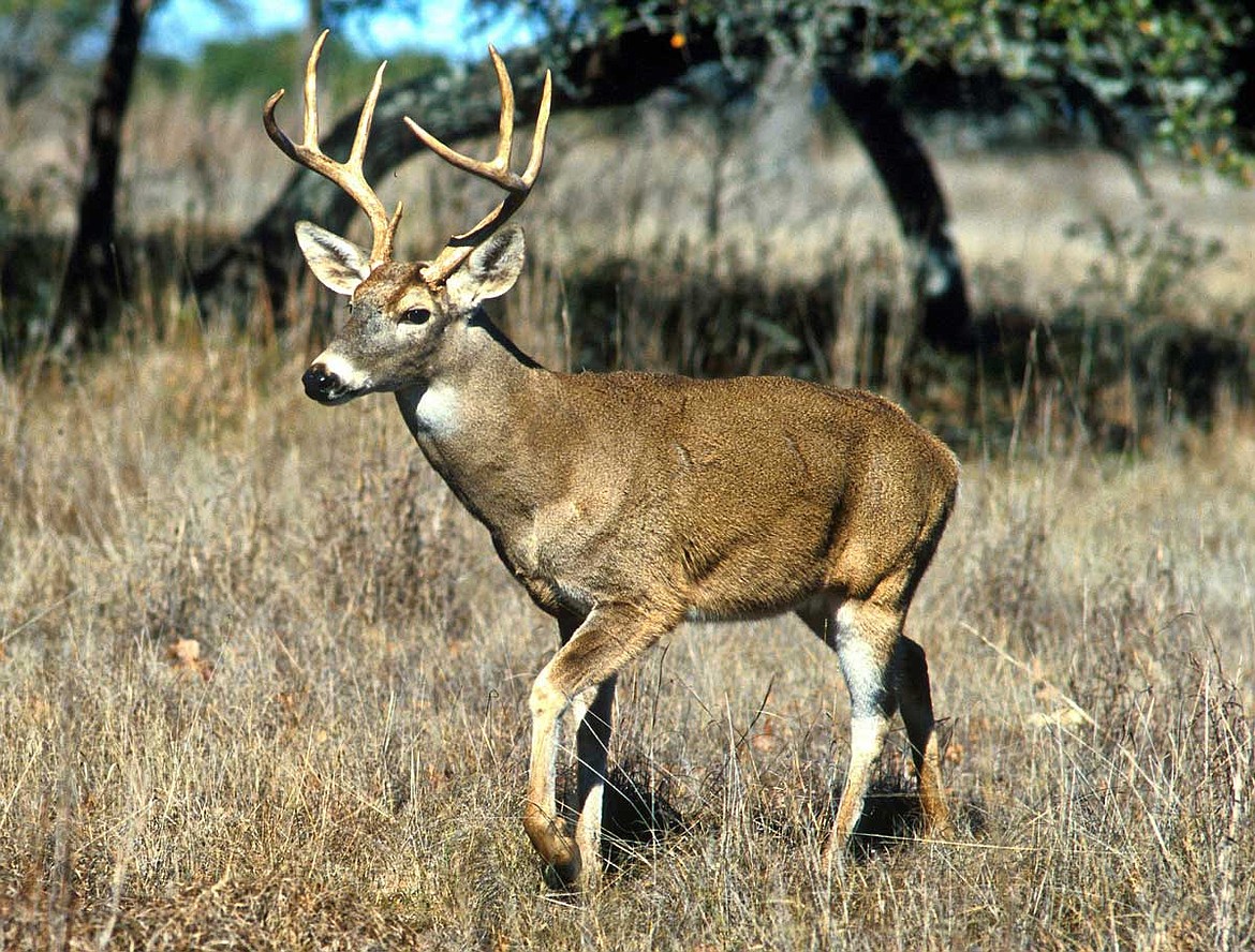 Kenny Wallen is working with Idaho Department of Fish and Game to improve white-tailed deer management in Idaho. (Photo via Pixabay)