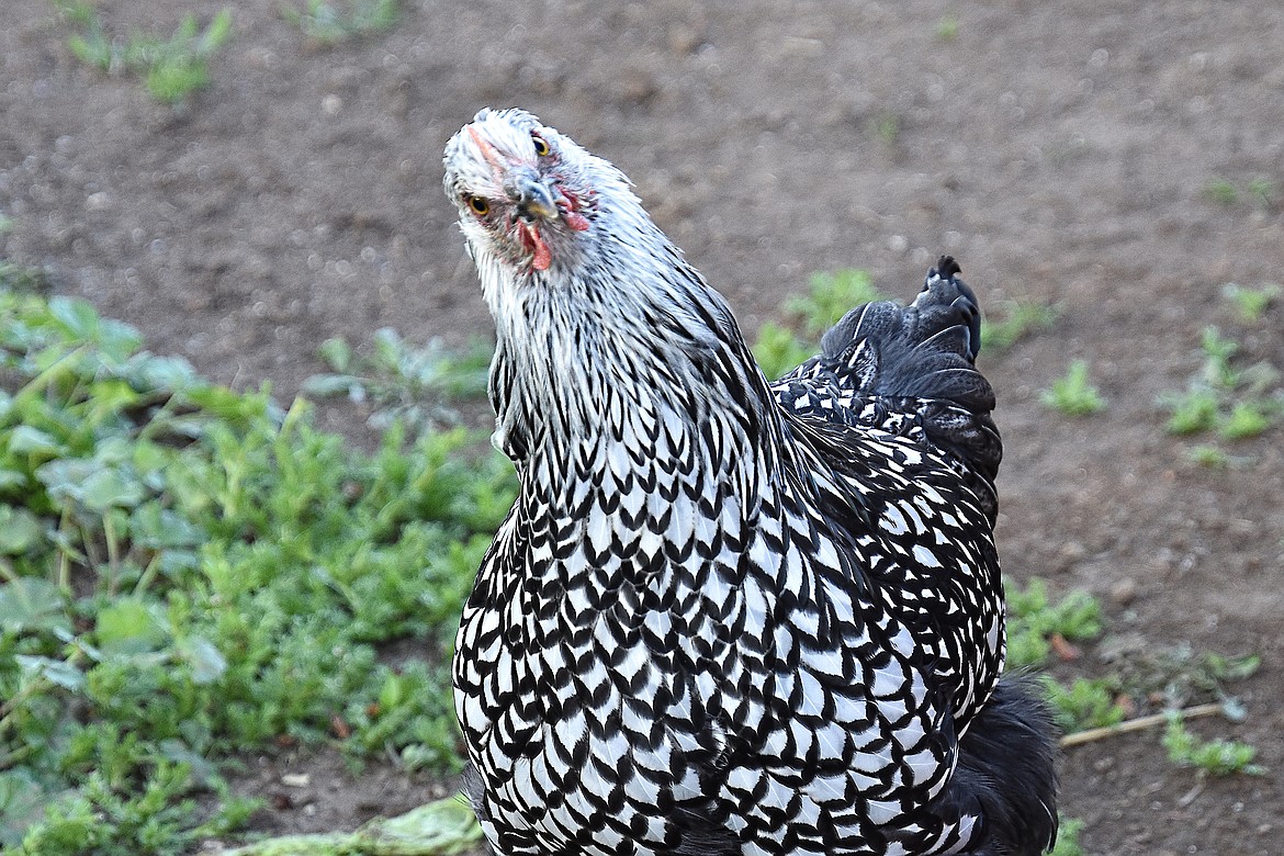 “You talkin’ to me?” seems to be what this young chicken is asking in a photo captured by Robert Kalberg of one of the family’s poultry on July 2.