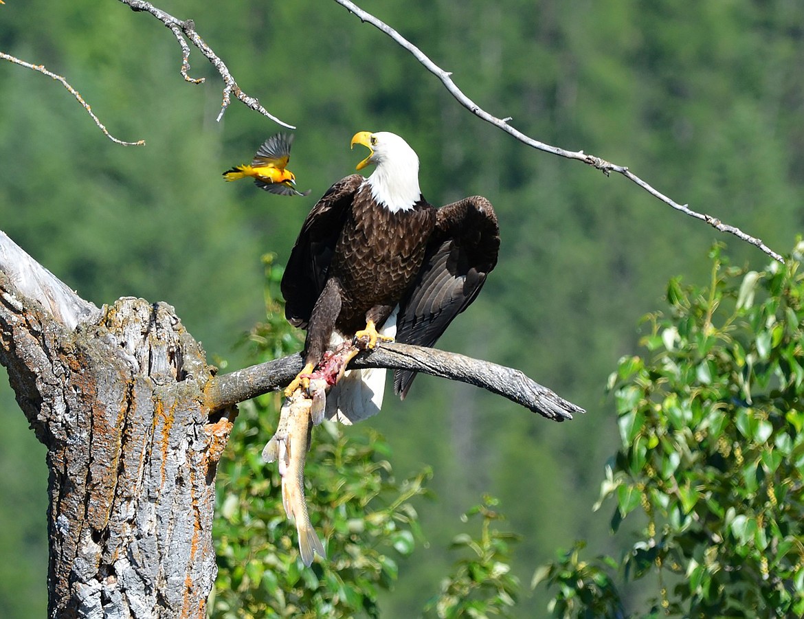 Dan Garber of Inman, S.C., captured this amazing photo recently at the Kootenai National Wildlife Refuge. “Having read the article about the Bullock’s oriole in your latest edition, I thought you might be interested in this picture I took out at the refuge of a Bullock’s oriole defending its nest from a bald eagle,” Garber wrote in an email sharing the photo. “I used to live just across the line in Montana and spent countless hours out at the refuge.