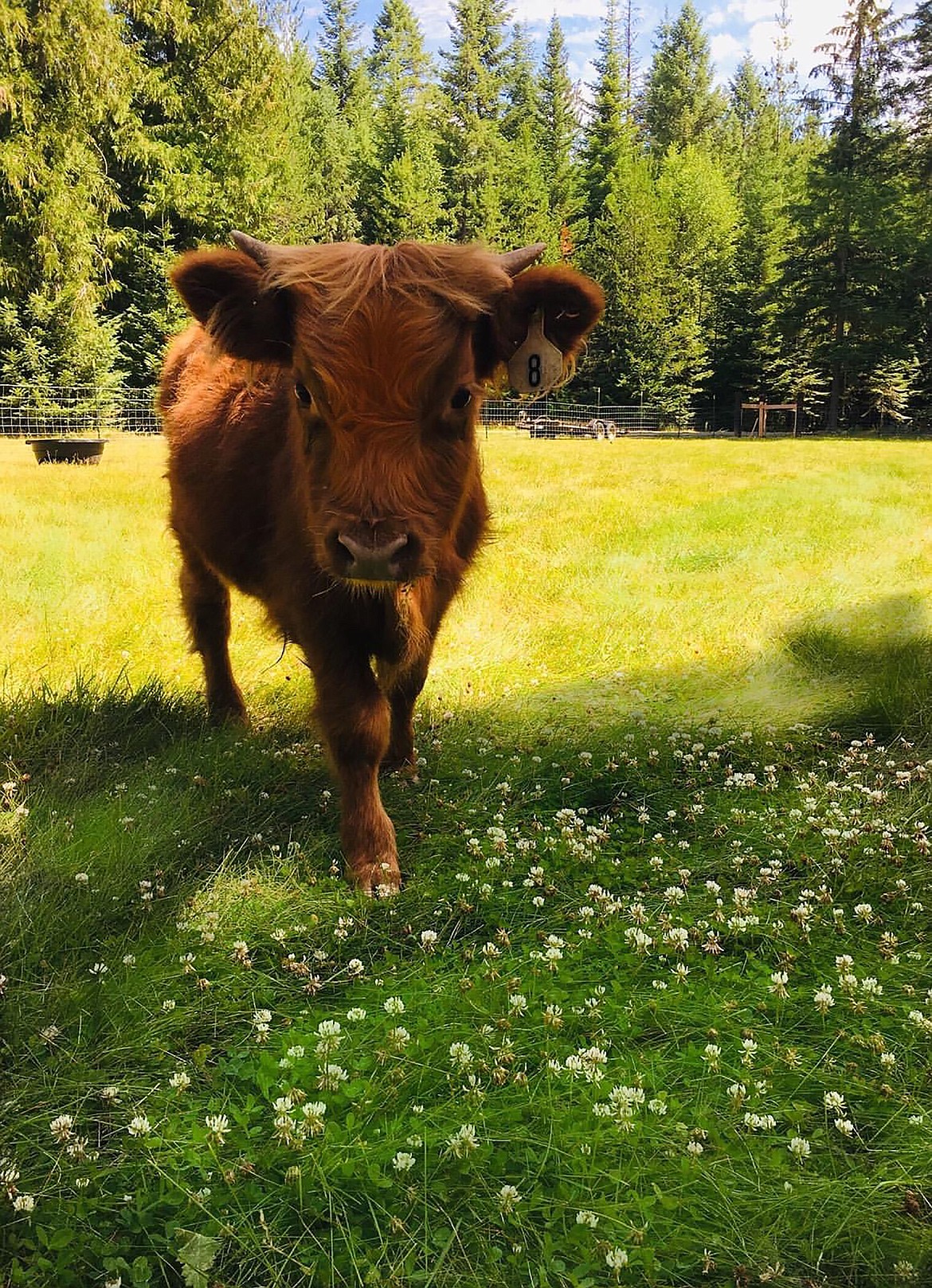 A Scottish Highland cow at Twilight Farms in Sagle. The farm, owned by Mark & Blythe Nudelman, used a FACT grant to purchase a freezer unit to store excess beef due to Idaho’s stay-at-home order.