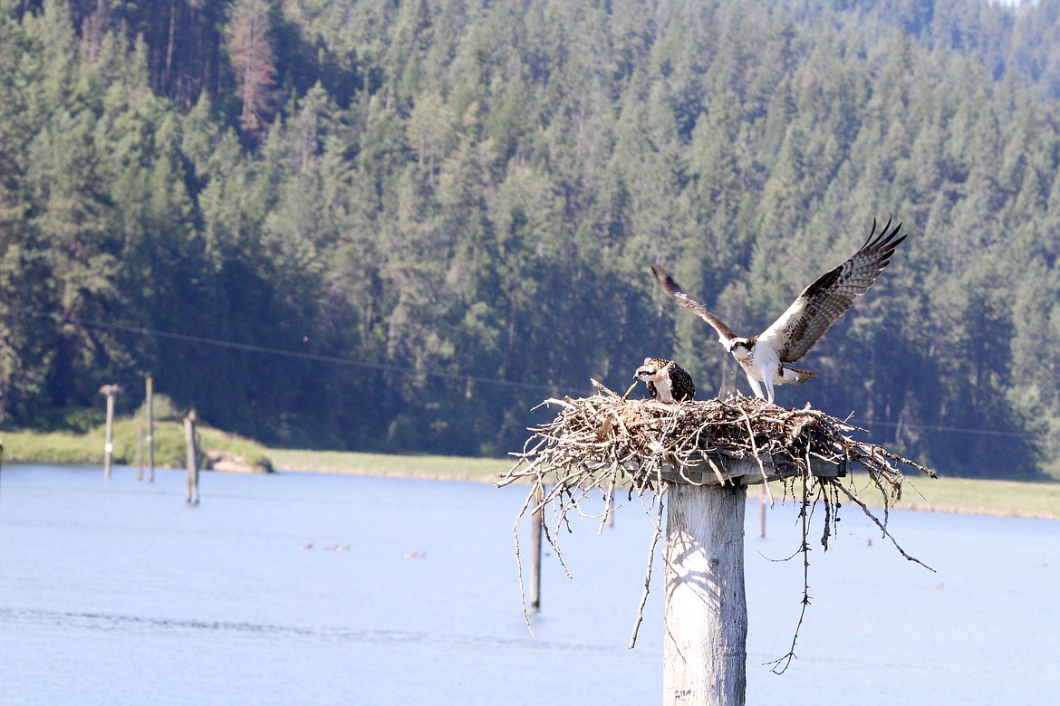 Two ospreys are seen in their nest during Saturday’s Lake Coeur d’Alene osprey cruise.