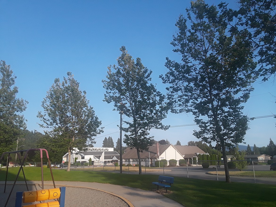 The area’s London planetrees, like these trees at Borah Elementary School in Coeur d’Alene, are infected with the nuisance disease called anthracnose. While not fatal, the disease can weaken the structure of branch attachments and cause trees to become exposed to other pests and diseases that could cripple or kill the sycamore hybrids.