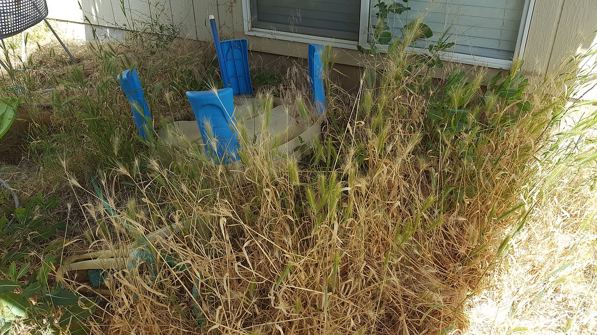 Remove or trim dead weeds. It looks better and you’re limiting risk of fire.