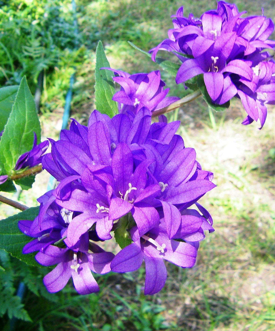 Lovely campanula glomerata is just one of many cultivars of the bellflower family.