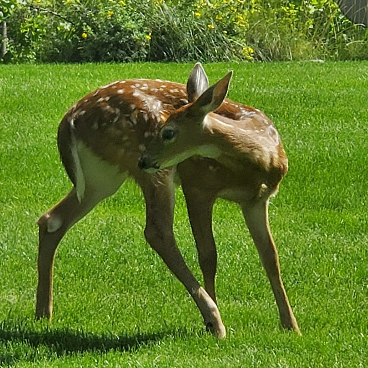 The fawn, colored reddish with white spots for camouflage, may have 300 spots on his coat.