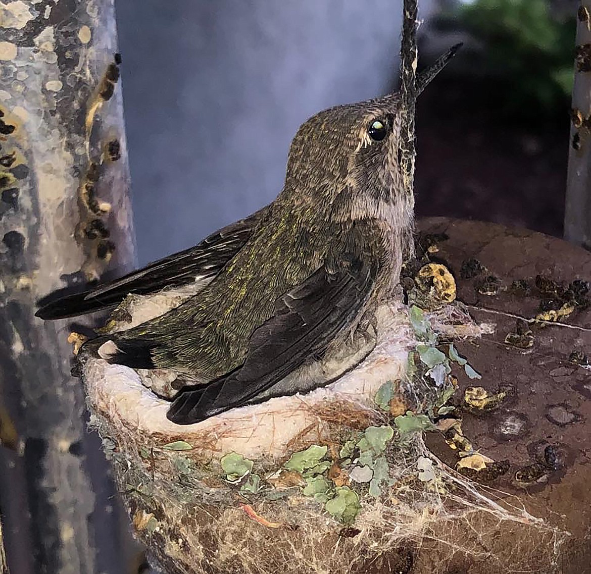 Heather Valdez captured this Best Shot earlier this month of a fledging about to leave its nest for the last time and shared it with the Bee on a Facebook post asking the community to share their favorite photo. If you have a photo that you took that you would like to see run as a Best Shot or I Took The Bee send it in to the Bonner County Daily Bee, P.O. Box 159, Sandpoint, Idaho, 83864; or drop them off at 310 Church St., Sandpoint. You may also email your pictures in to the Bonner County Daily Bee along with your name, caption information, hometown and phone number to bcdailybee@bonnercountydailybee.com.