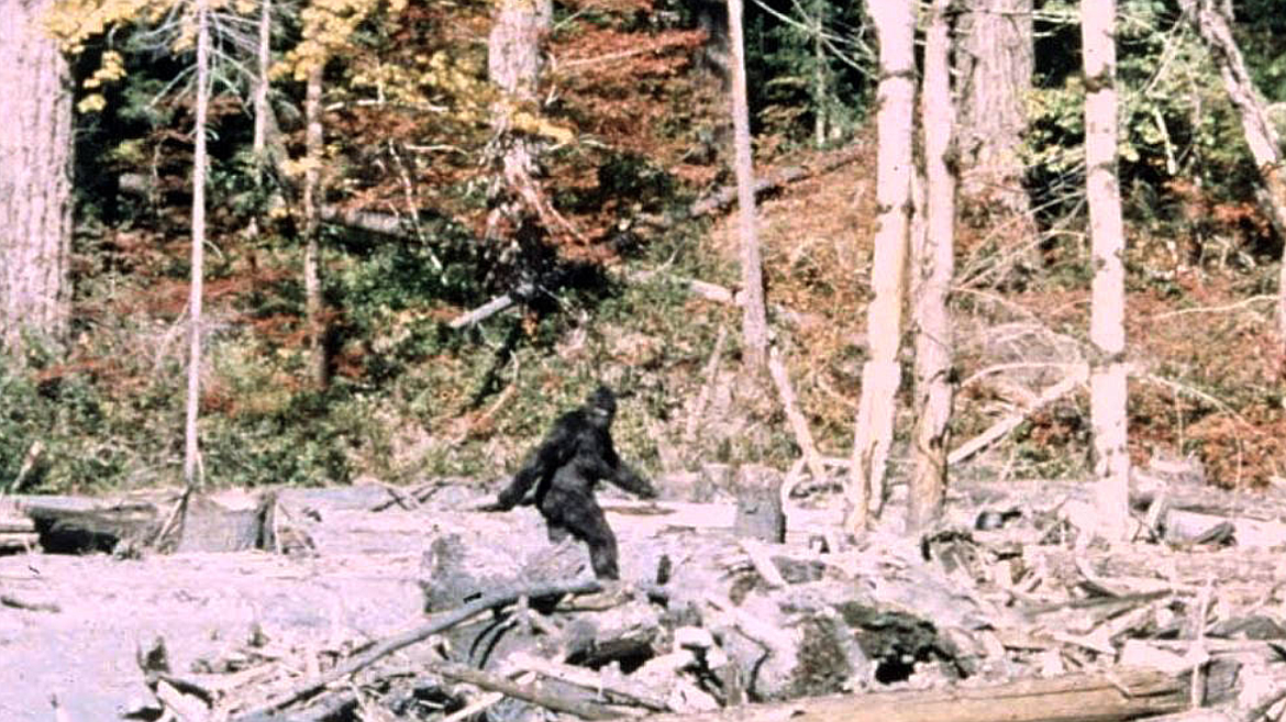 A frame from the now-world-famous Patterson-Gimlin film, which captured footage of a mysterious creature wandering the woods of Northern California in 1967. 
 (Courtesy of Bob Gimlin)