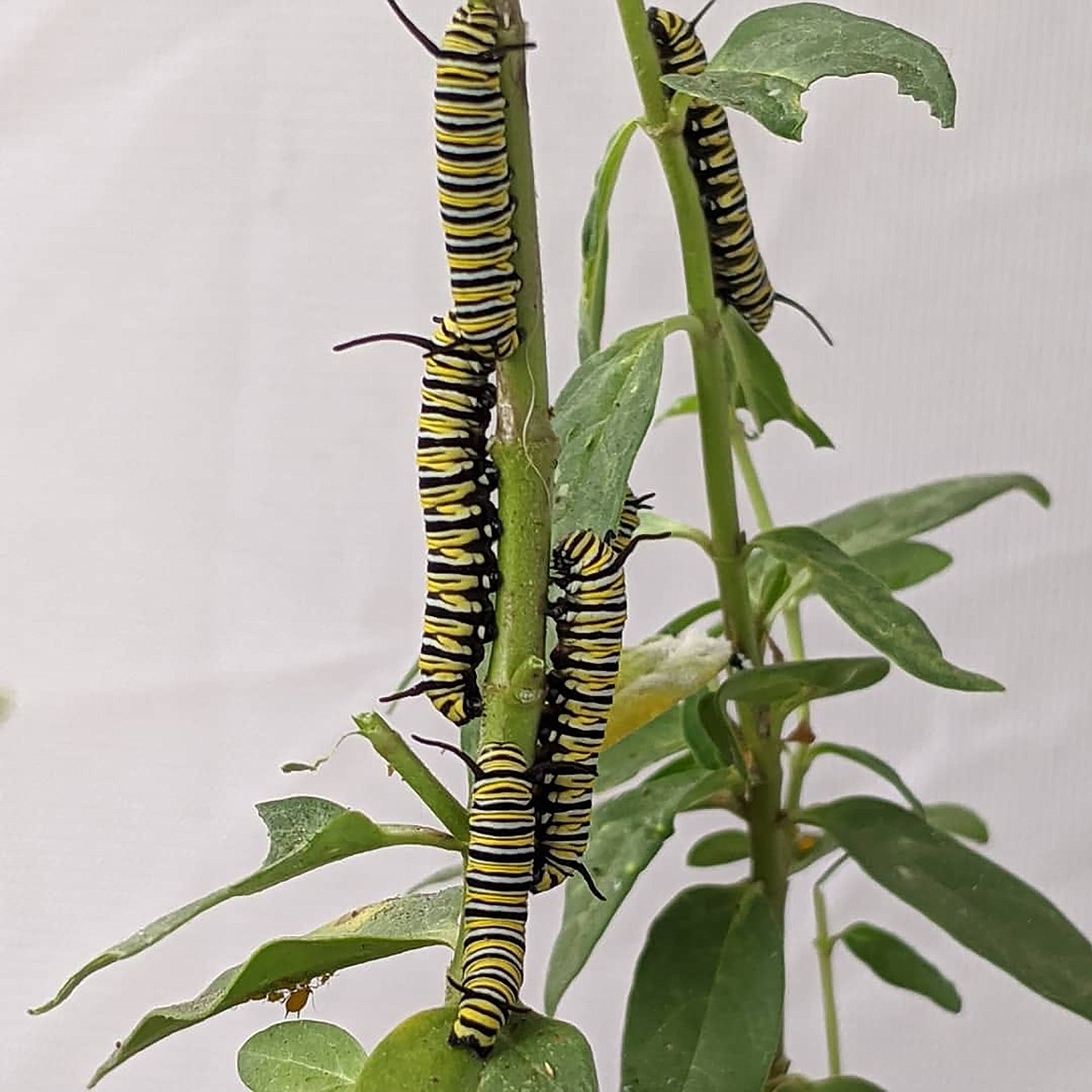 Faith Leia Rosander  shared this Best Shot of Monarch butterfly “babies” in a Daily Bee Facebook post asking the community to share their favorite photo. If you have a photo that you took that you would like to see run as a Best Shot or I Took The Bee send it in to the Bonner County Daily Bee, P.O. Box 159, Sandpoint, Idaho, 83864; or drop them off at 310 Church St., Sandpoint. You may also email your pictures in to the Bonner County Daily Bee along with your name, caption information, hometown and phone number to bcdailybee@bonnercountydailybee.com.