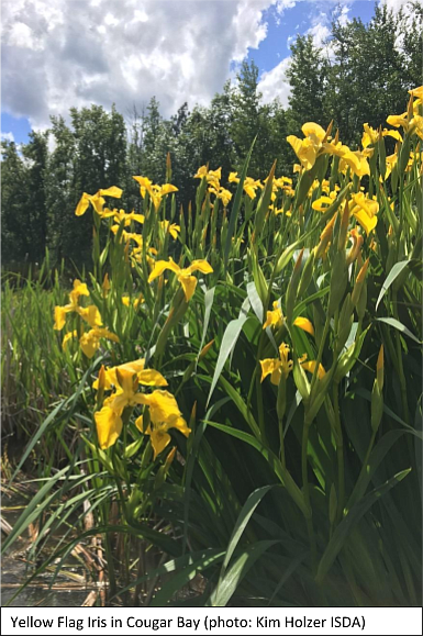 Yellow Flag Iris in Cougar Bay.
