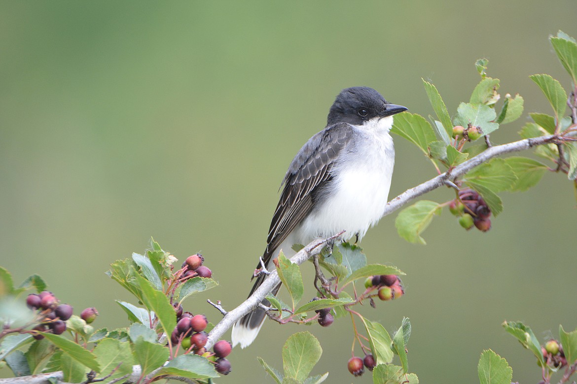 The eastern kingbird is mostly black and gray with a white belly and chin. They have a black head and tail with a distinctive white band across the end of the tail.