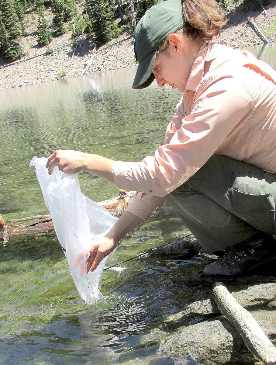 Lauren Lane, an Idaho Department of Fish and Game conservation officer, deposits the last of 500 fingerling Yellowstone cutthroat trout into Hancock Lake. The department recently stocked five backwoods lakes in the Upper Snake Region with the tiny trout.