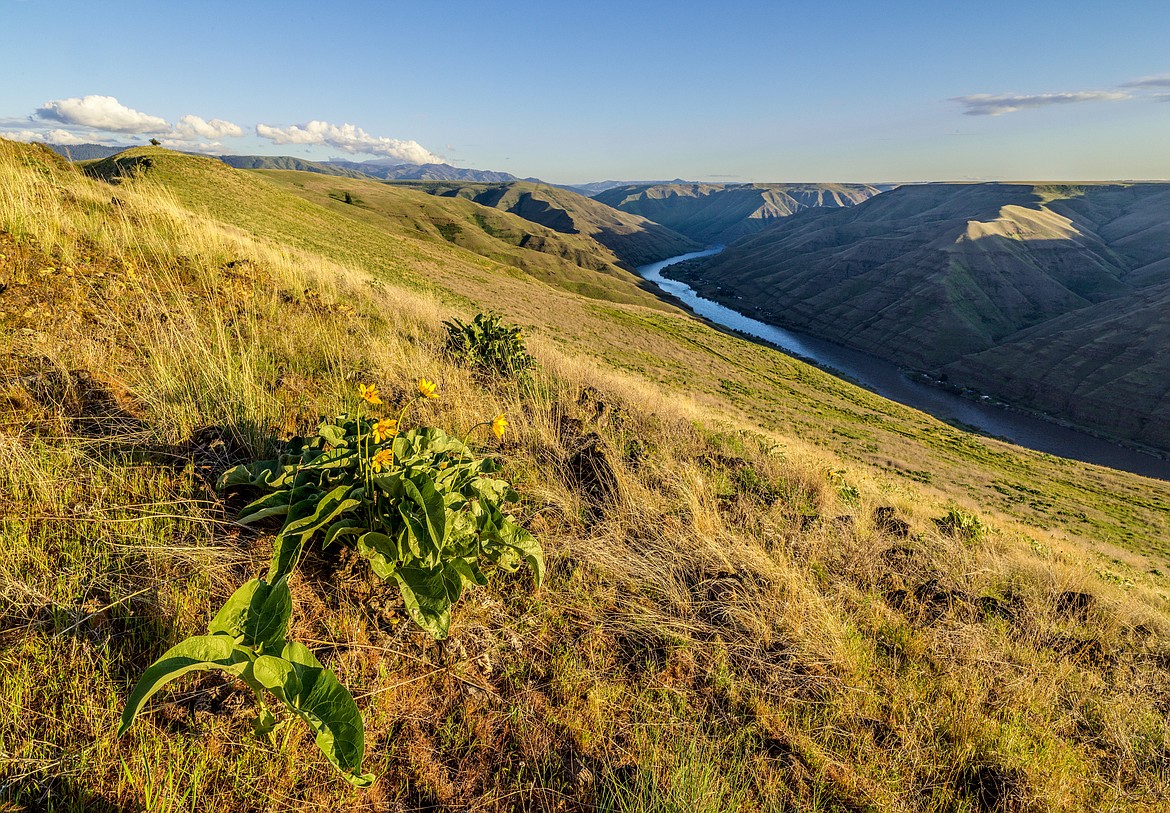 A piece of the Northwest’s most important habitat for bighorn sheep was protected this month, thanks to a partnership between Western Rivers Conservancy and the Idaho Department of Fish and Game.