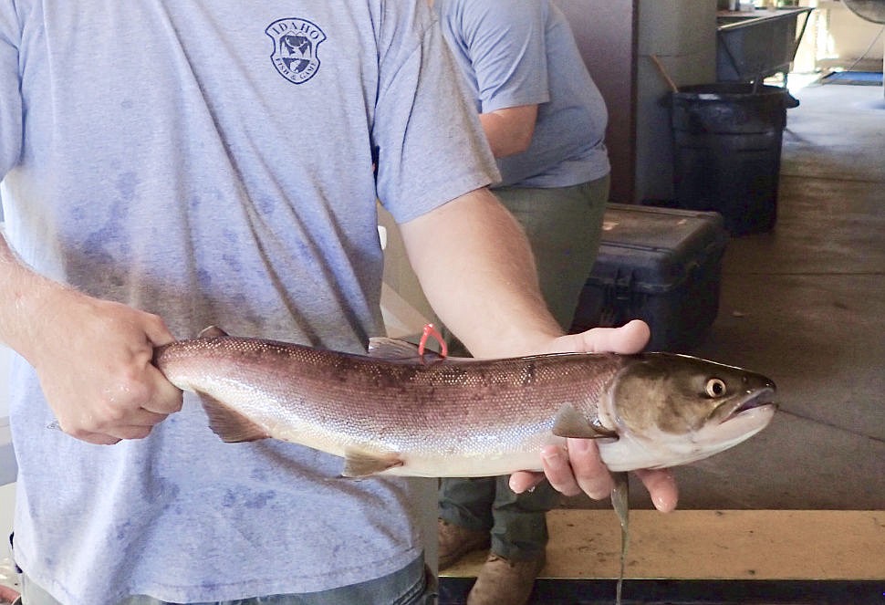 The first sockeye salmon to return to Central Idaho’s Redfish Lake this year.