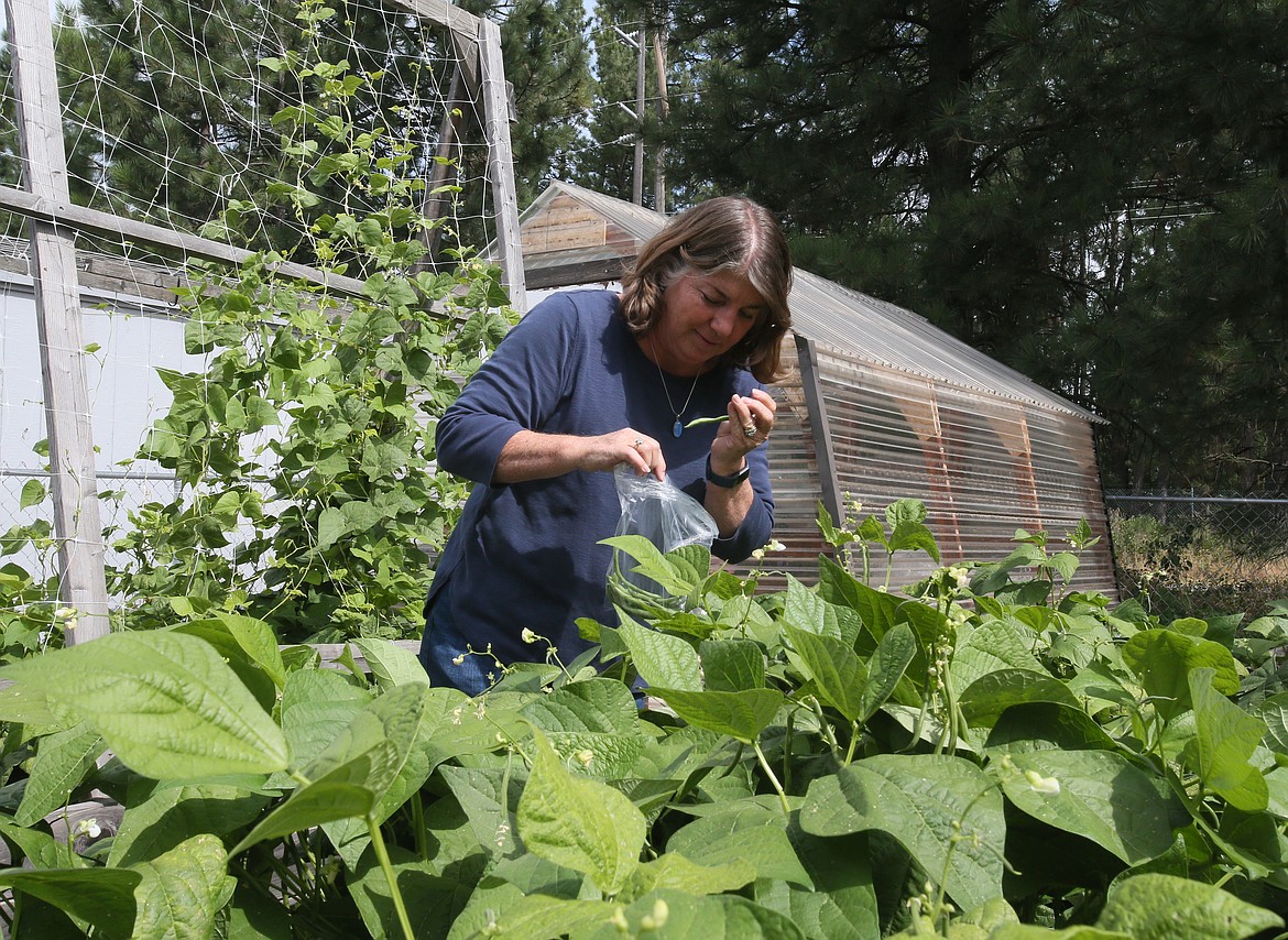 New Coeur d'Alene Garden Club member Roberta McKinney, of Rathdrum, hunts for green beans Thursday as she volunteers to pick produce in the raised beds at the Community Action Partnership Coeur d'Alene Food Bank. Although the club's annual Garden Tour was canceled, members and sponsors managed to pool together $2,500 to donate to the food bank. (DEVIN WEEKS/Press)