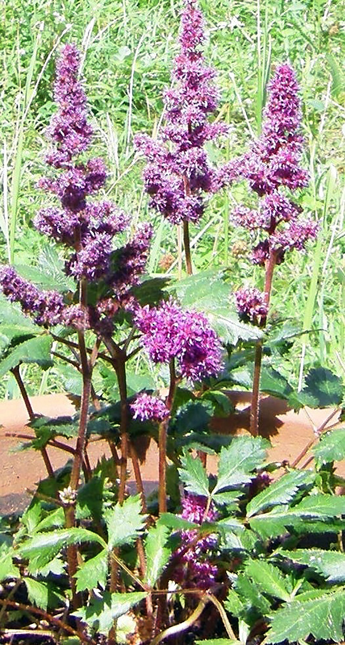 Astilbe, beautiful and hardy, is happy in the ground with other ornamentals, or in a pot as pictured.