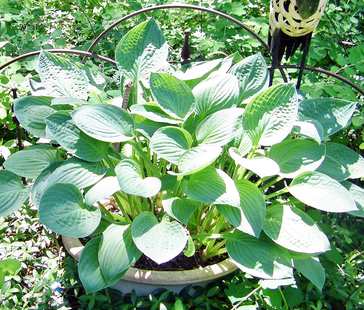 (Photo by VALLE NOVAK) 
 Pot of Hosta adds beauty, structure to edge of garden.