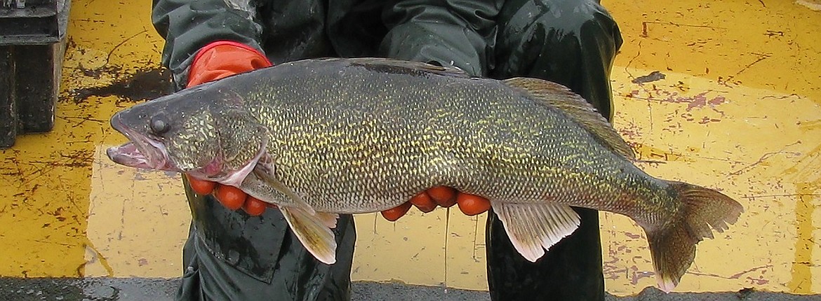 A walleye caught on Lake Pend Oreille. Idaho Department of Fish & Game officials announced Monday that a fifth person had caught a reward-tagged fish.