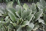 Common mullein: An amazing, versatile plant