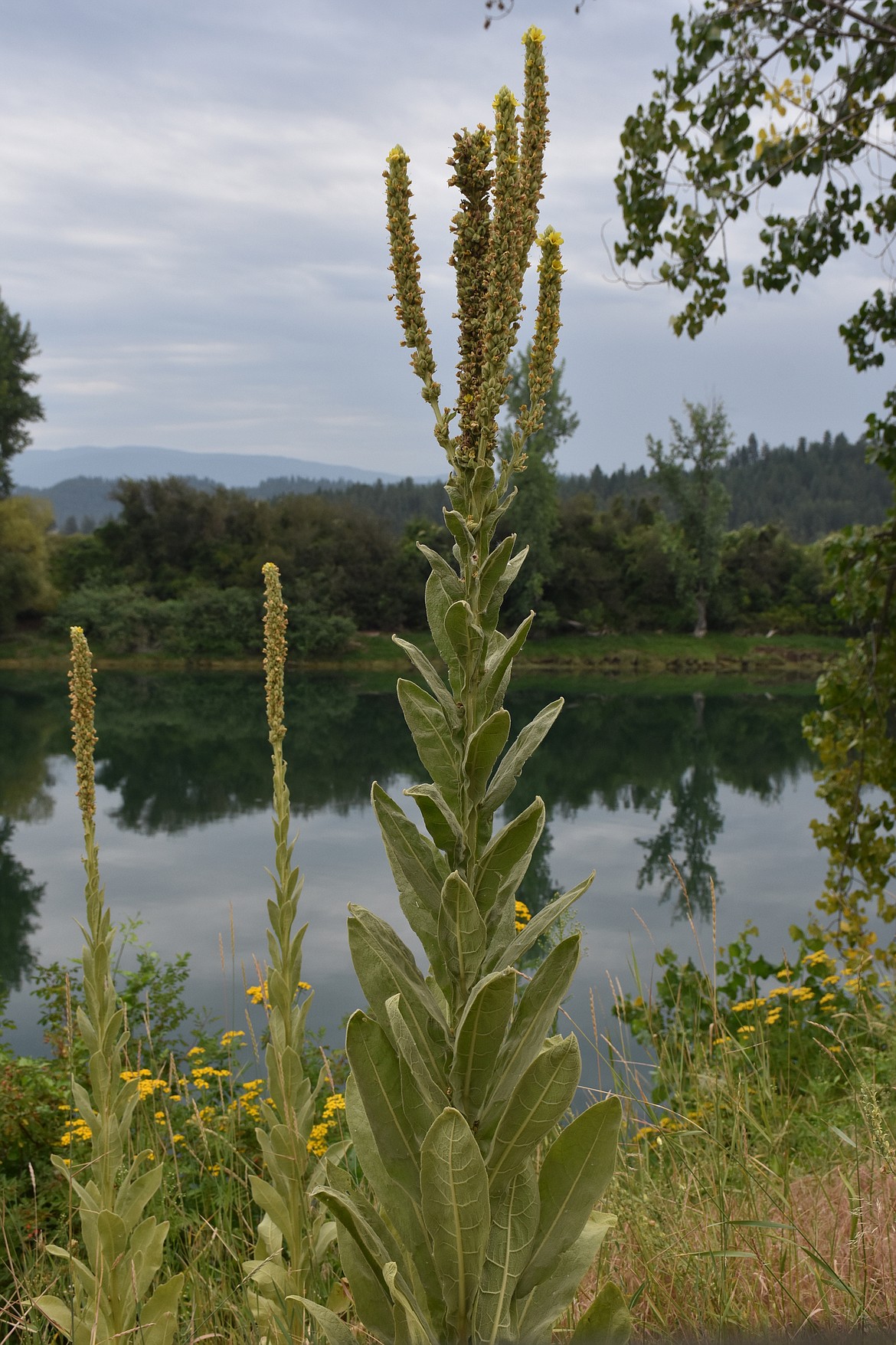 In its second year the mullein is a flowering plant with a single stock that is 2 to 6 feet tall.