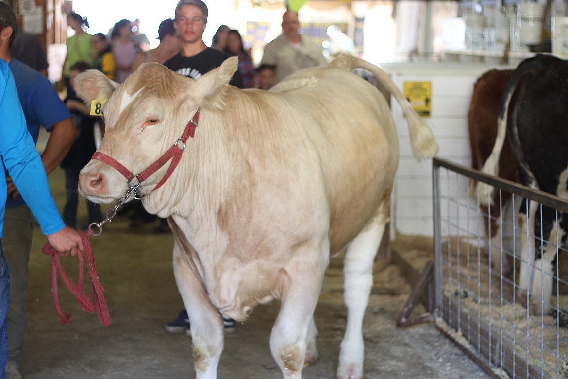 A cow is led into the arena at the Boundary County Fair last week. For more fair photos, see page A2.