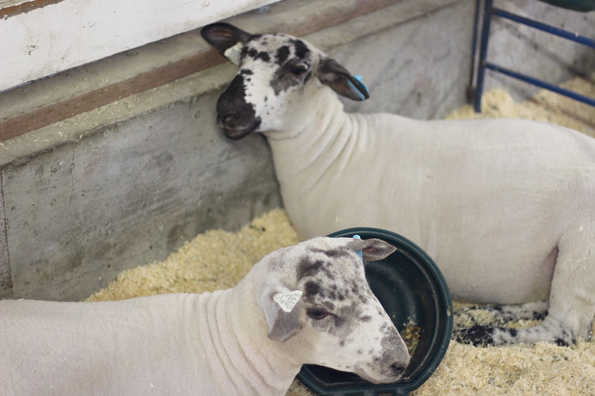 (Photo by VICTOR CORRAL MARTINEZ)
Sheep hang out at the Boundary County Fair last week.