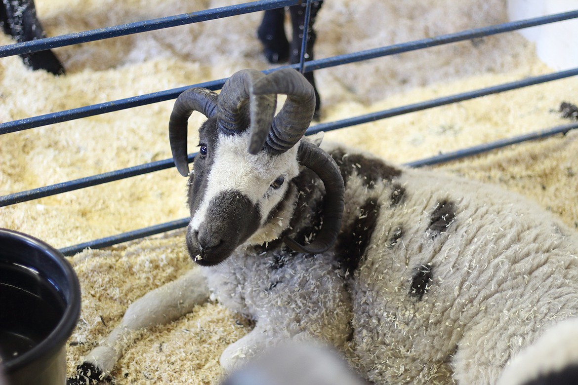 (Photo by VICTOR CORRAL MARTINEZ)
Critters abounded at last week’s Boundary County Fair.